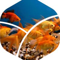 മത്സ്യവിളവെടുപ്പ് 